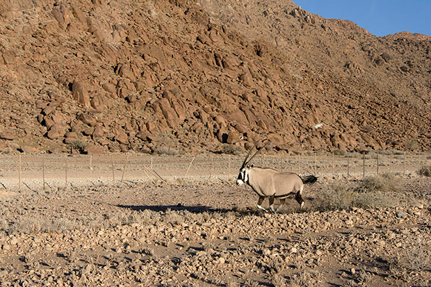 An oryx grazing near the Sossus Dune Lodge.