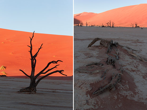 Skeletal tree silhouettes (left). A camel thorn tree “corpse” that has been dead for centuries (right).