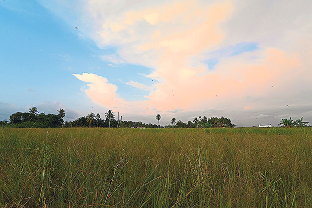 Gerai Siput Mak Siti is located right next to wide expanses of paddy fields, deep within a village in Kampung Sungai Acheh.