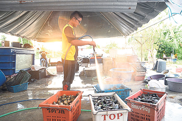One of Mak Siti’s children cleaning the molluscs before it is boiled.