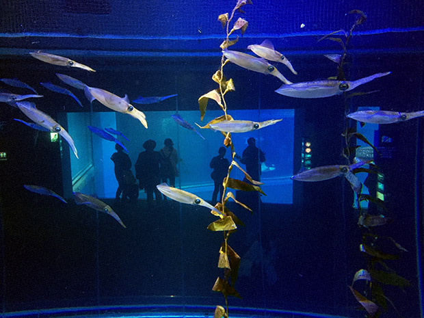 One of the largest aquariums in the world..Kayukan Aquarium.