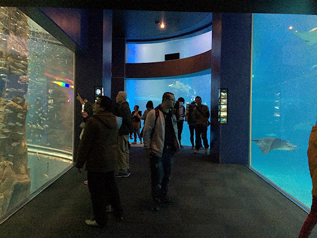 The Kayukan Aquarium has over 15 tanks and one large tank featuring the whale shark.