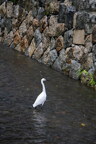 Tosuiro overlooks the river Kamogawa, popular with Little Egrets looking for fish.