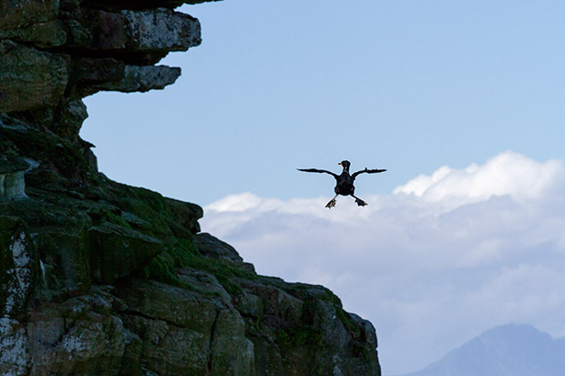 A shag landing on the sheer cliffs at Cape Point.