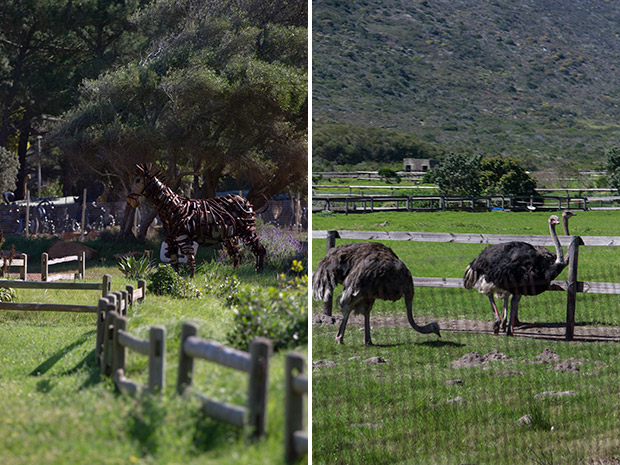 Watch out for interesting sculptures — such as this metal zebra — along the way (left). Ostrich farms in Redhill Valley (right).