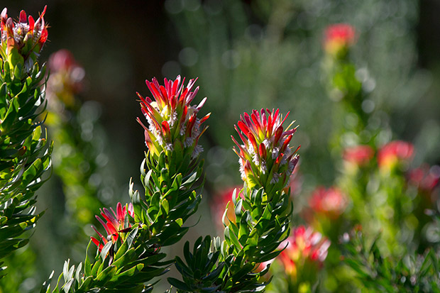 The Cape fynbos scrubland is home to the protea flowers that are not found elsewhere in the world.