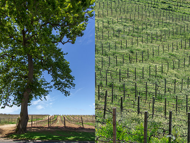 The rolling vineyards of Constantia Valley.