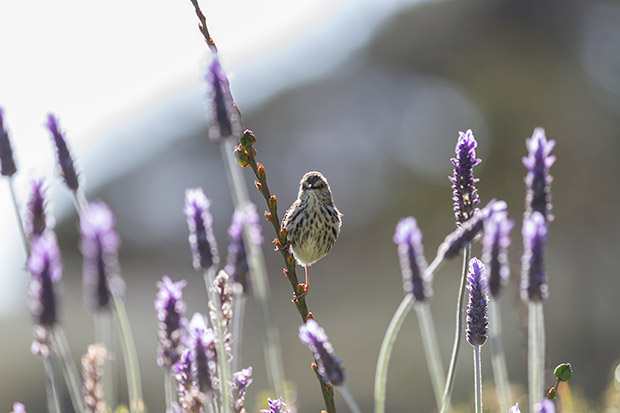 The Cape Peninsula Drive offers plenty  of flora and fauna spotting opportunities.
