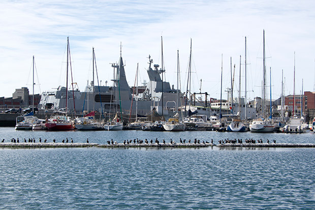 Birds, boats and the bluest sea at Simon’s Town.