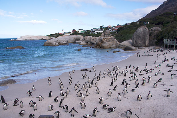 Penguins at Boulder Beach.