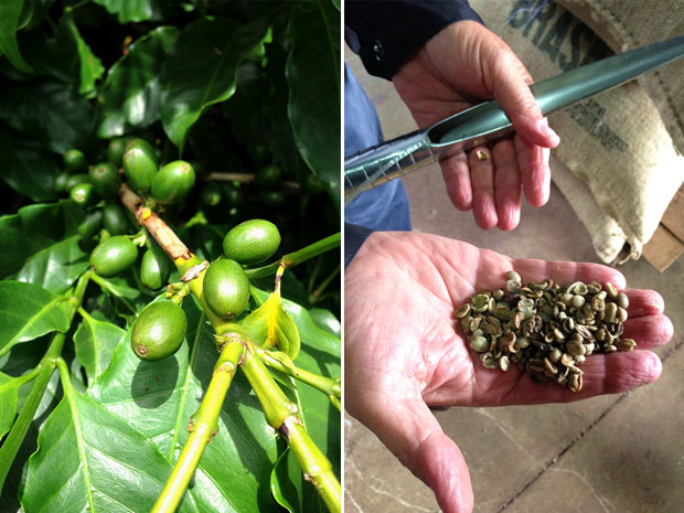 Visiting coffee farms means seeing the source – the actual coffee plants – up close and personal (left). Mah is able to select the best green beans by dealing directly with the coffee farmers (right)