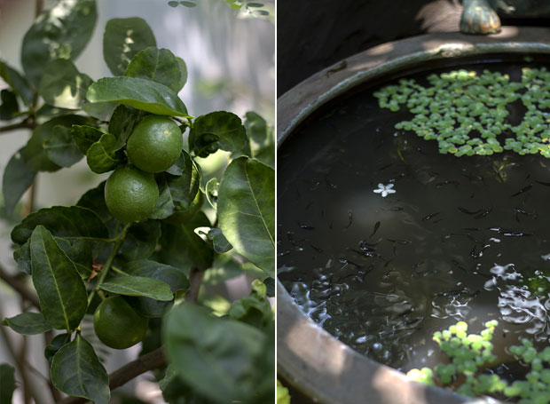 Fresh limes from the garden are used in many dishes (left). An old glazed terracotta pot in Baan Varnakovida’s garden, complete with tiny fish and floating water plants (right)