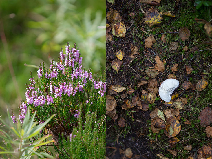 Norwegian wildflowers (left). Spotting fungi on the forest floor (right).