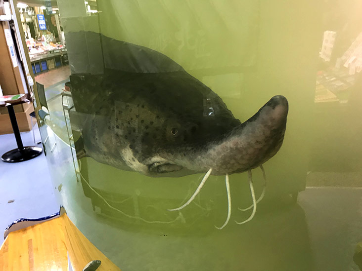 A big fish inside the Eco-port Aquarium.