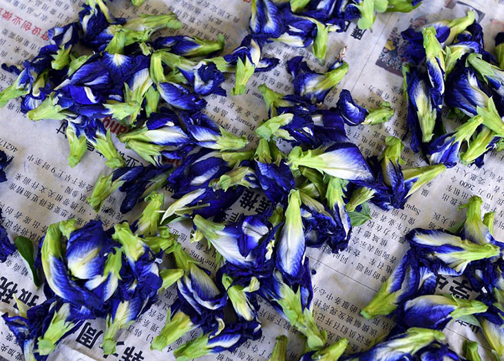 As much as they can, they will plant the items themselves like these blue pea flowers used to colour the kuih.
