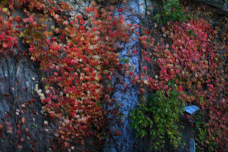 A wall covered with red leaves.