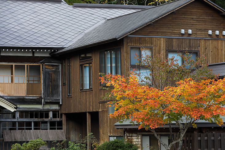 Other trees wear a coat of orange hues.