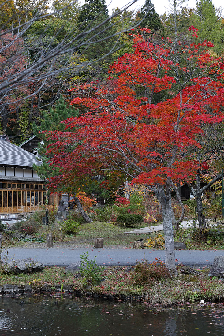 A tree “blooms” in red.