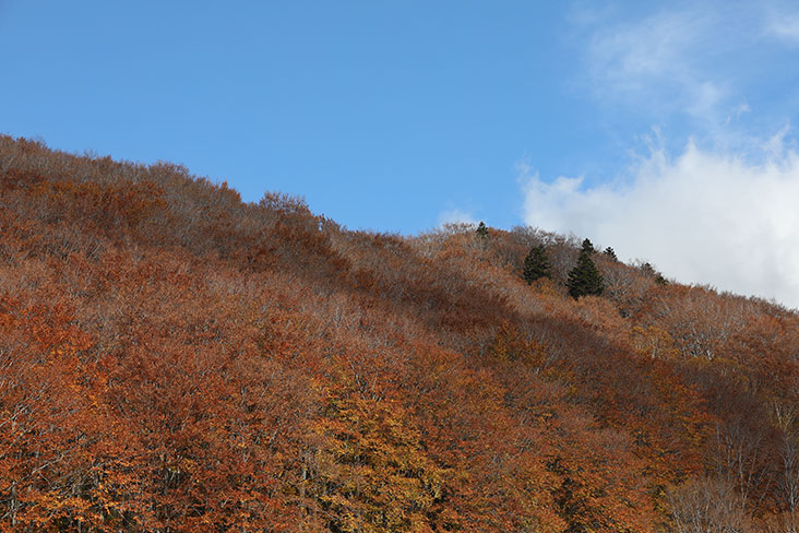 The slope of Mount Hakkoda resplendent in autumnal colours.