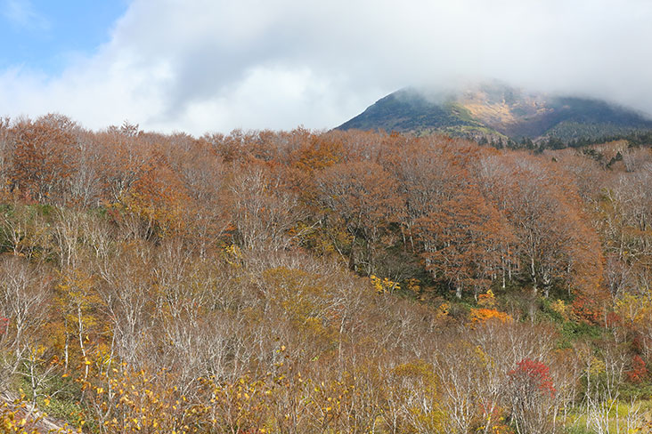 Some trees are past peak koyo viewing, their leaves fallen to reveal bare branches.