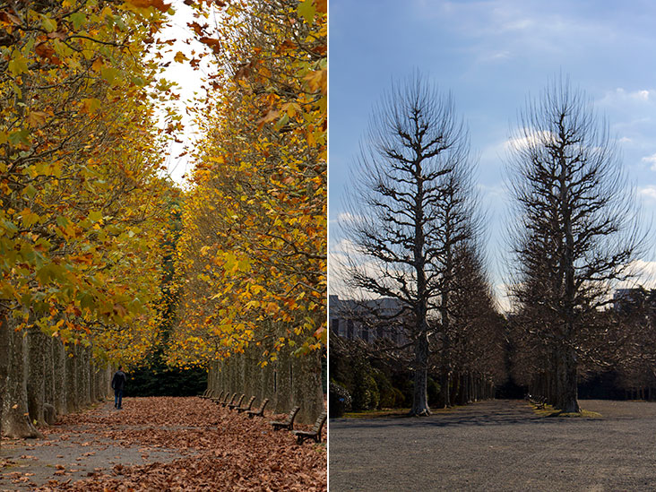 Sycamore trees crowned in gold during autumn (left). The Avenue of Sycamore Trees during winter, naked and skeletal (right).