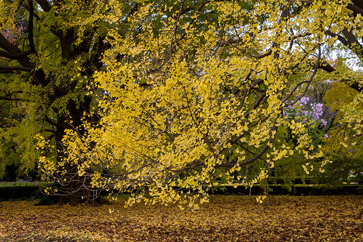 A riot of yellows and golds.