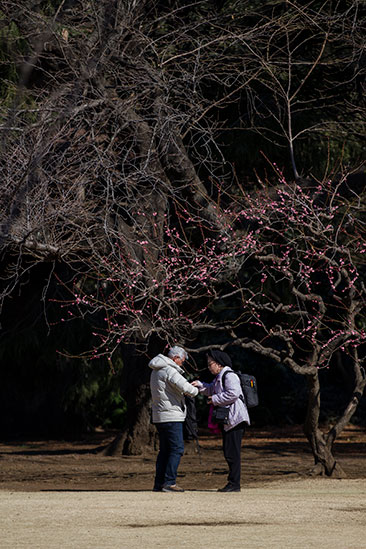 Looking for directions beneath late winter plum blossoms.