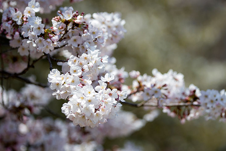 Pale white petals of cherry blossoms.