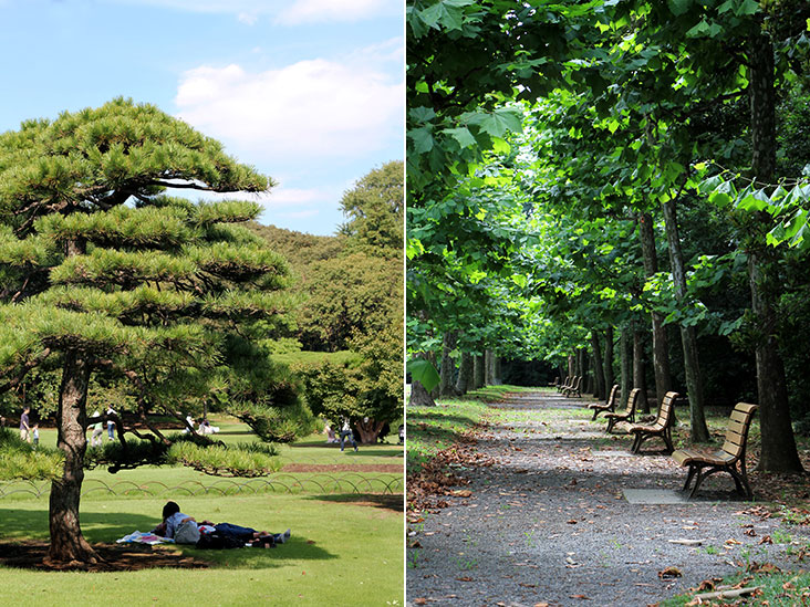 Seeking the shade of trees (left). The Avenue of Sycamore Trees turns green during summer (right).