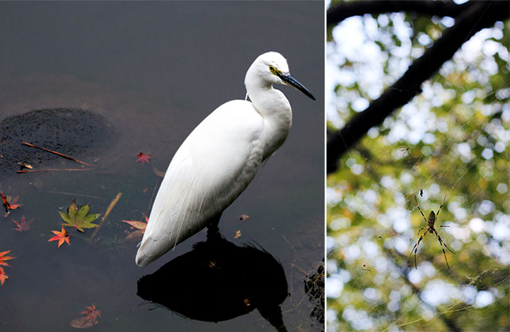 Egret looking for fish, framed by fallen maple leaves (left). Spider spinning its web (right).