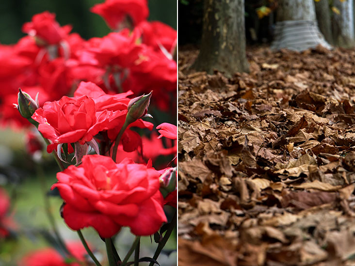Roses in bold colours at the French Garden (left). Crunchy dead leaves on the ground (right).
