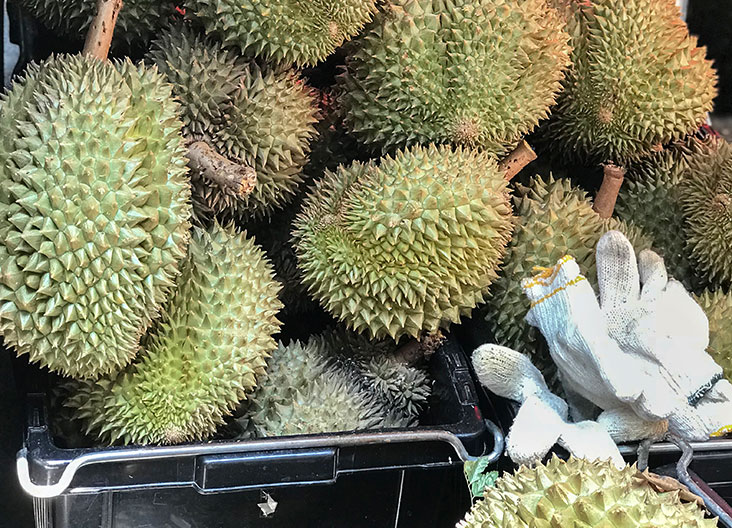 Heavy duty gloves are needed before prying open the durian’s thorny shell.
