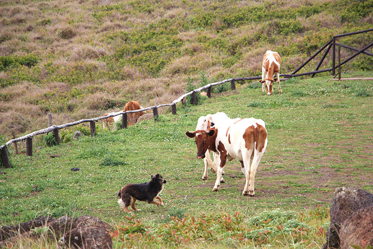 Dogs play the role of cowherds on Easter Island.