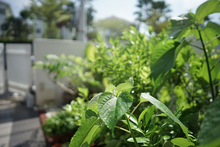 Many of the fresh herbs are sourced directly from Choo’s own garden.