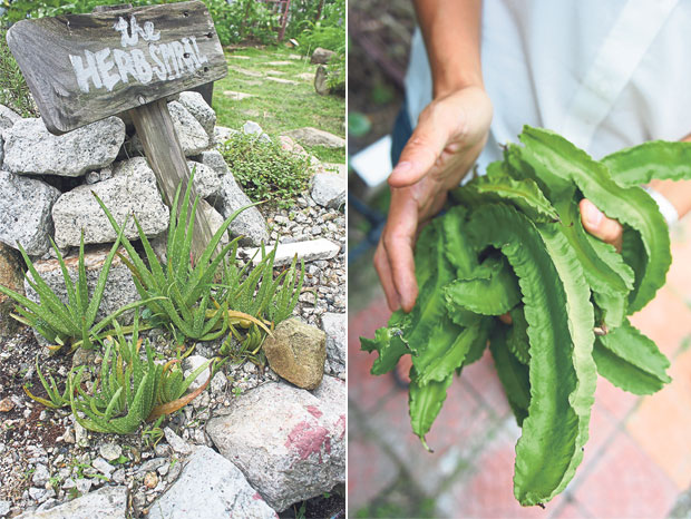 Aloe vera grows alongside rosemary and coriander in The Herb Spiral (left). Four-angled beans that have hardened as they were not harvested in time - maintaining an edible garden requires meticulous attention (right)