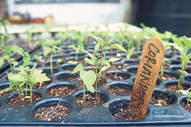 Coriander shoots being cultivated in the nursery