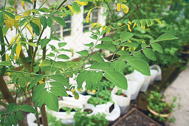 The Moringa Oleifera is touted as the next kale for its superb nutritional values