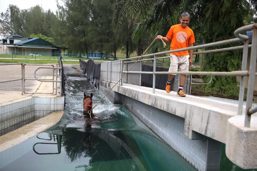 Sango being led into the pool for exercise.