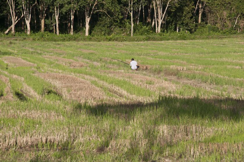 Kedah's main GDP is agriculture to be followed by tourism and finally, manufacturing. u00e2u20acu201d  Picture by K.E.Ooi