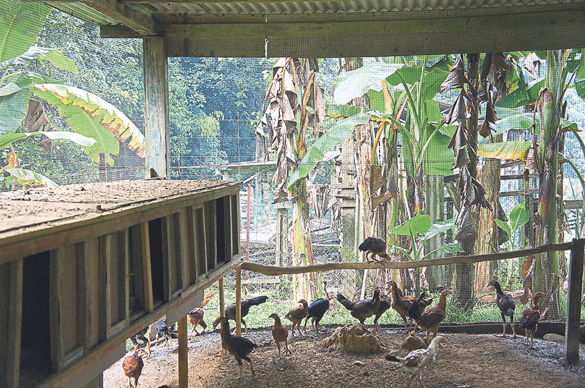 A few tens of poultry are reared in a large chicken coop at the end of the garden