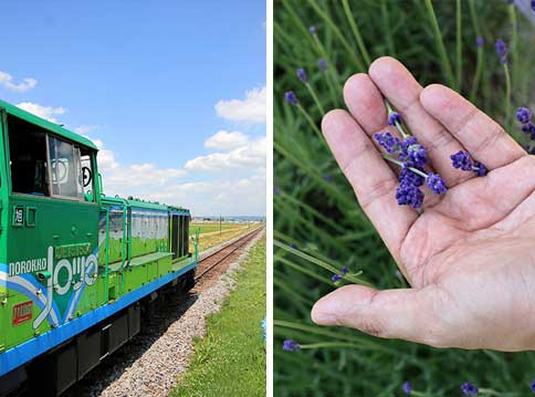 The Norokko Go “lavender train” is only available in summer (left).Tiny lavender buds pack a punch in terms of heady fragrance (right)