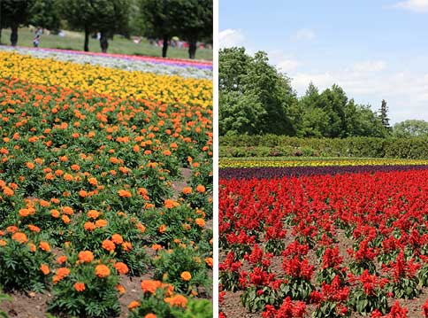 A riot of rainbow colours at the Hanabito Field (left). Summer flowers in full bloom (right)