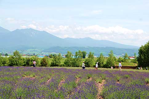The scenic Tokachi Mountain Range overlooking the lavender fields