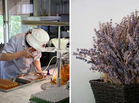 Inside the perfume workshop (left). Potpourri made from bunches of dried lavender (right)