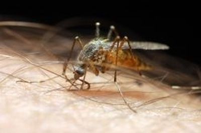 A new kind of malaria vaccine mimics the effect of mosquito bites. u00e2u20acu201d Afp-Relaxnews pic