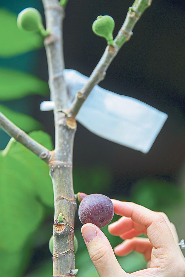 It takes about one and half months for the figs to ripen on the plant