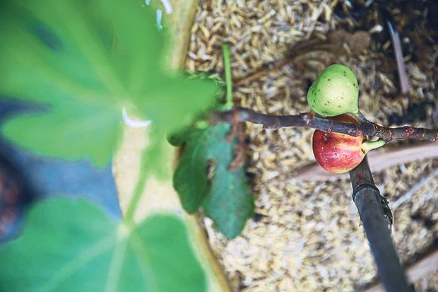All around their house compound, you find fig trees with fruits growing on them