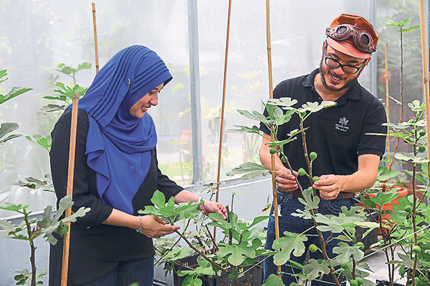 Ilani Hana Masturah (left) and Mohamed Fariz (right) tend to the fig trees with fruits at their greenhouse