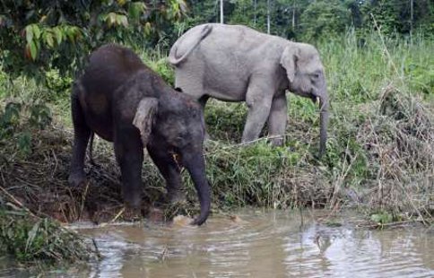 Borneo pygmy elephants are seen drinking water from Kinabatangan river in Sabah in this file pic. The Maliau Basin Conservation Area in Sabah is being threatened by poachers and gaharu collectors who intrude into the protected area. u00e2u20acu201d Reuters pic
