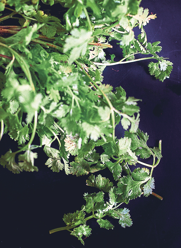 No bowl of tom yam is complete without a fragrant garnishing of fresh coriander leaves